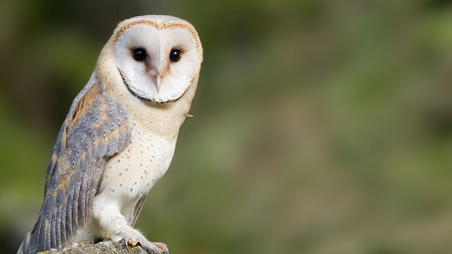 barn owl