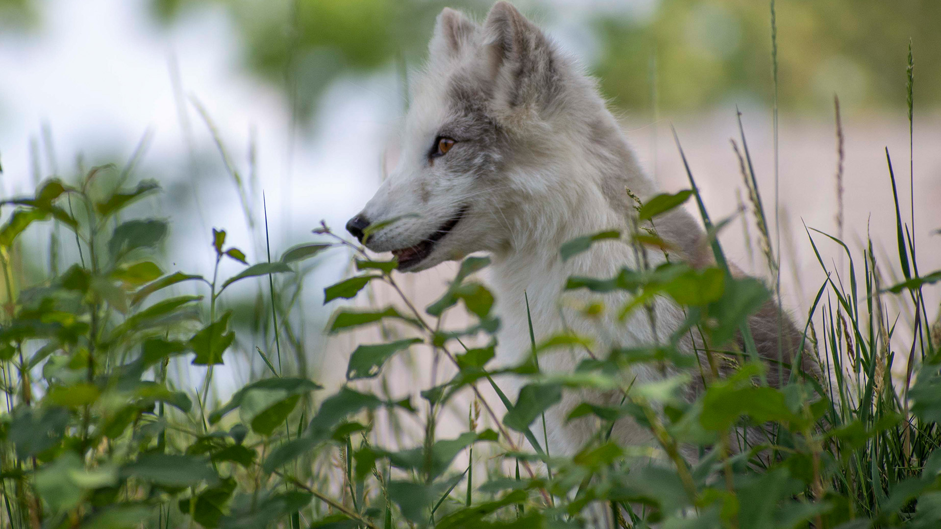 Arctic Fox