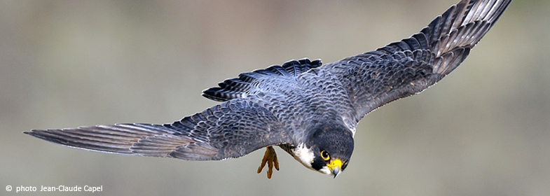 flying Peregrine Falcon