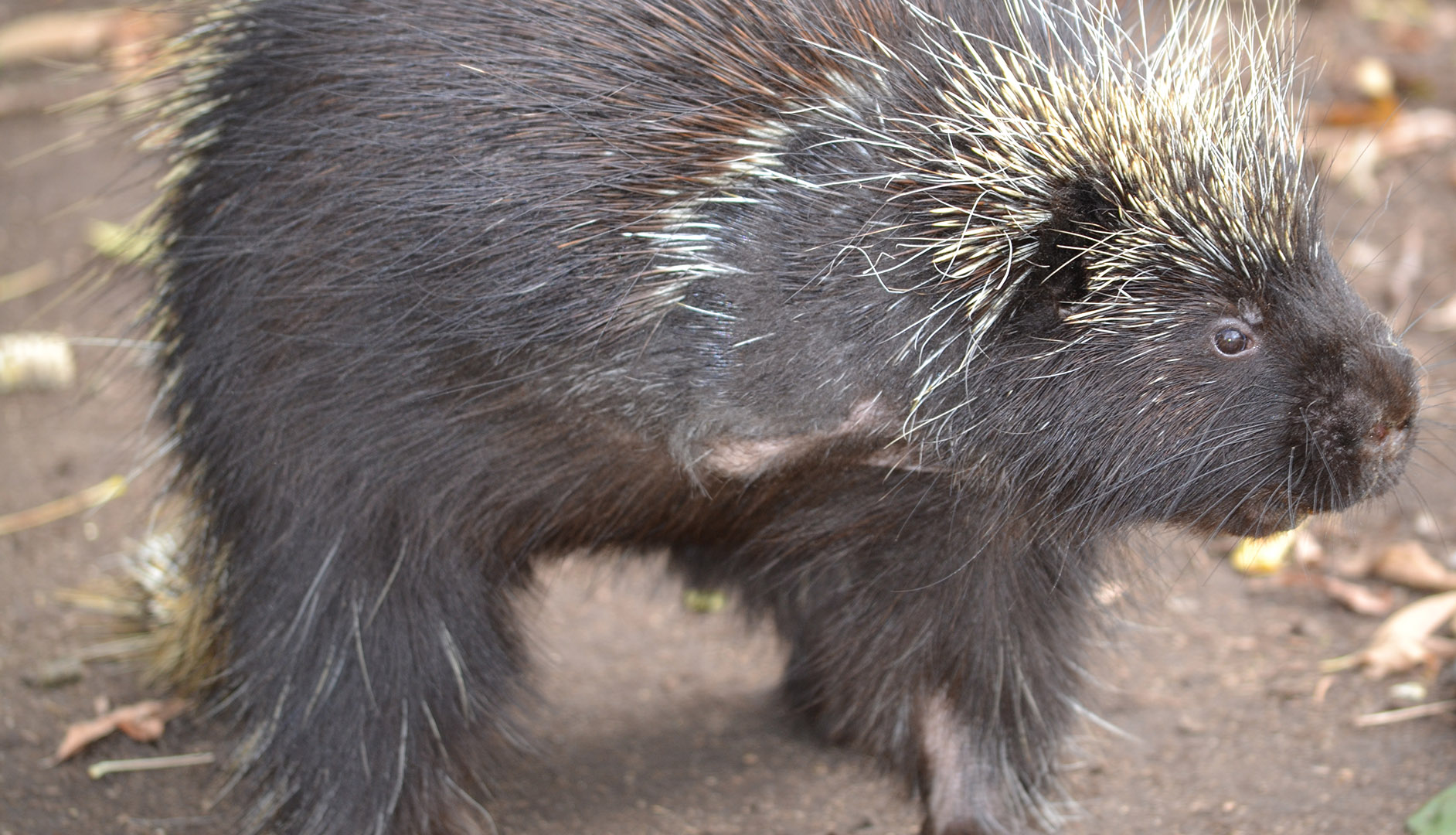 Flynn the three-legged porcupine