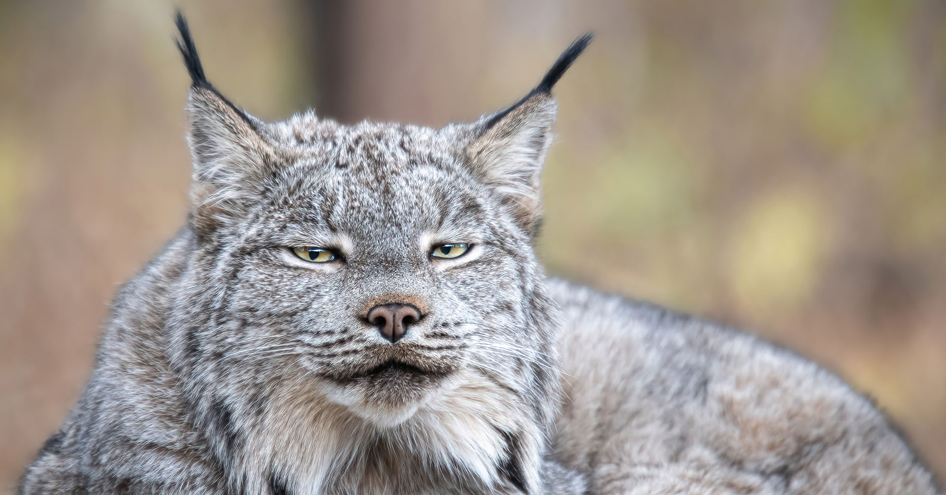 Canada Lynx