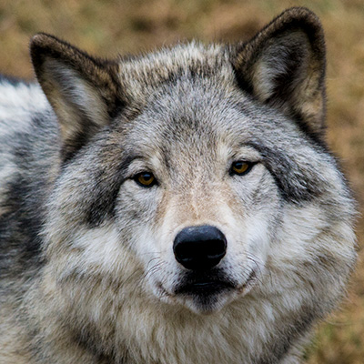 Gargamel, one of the two Ecomuseum's Zoo gray wolves