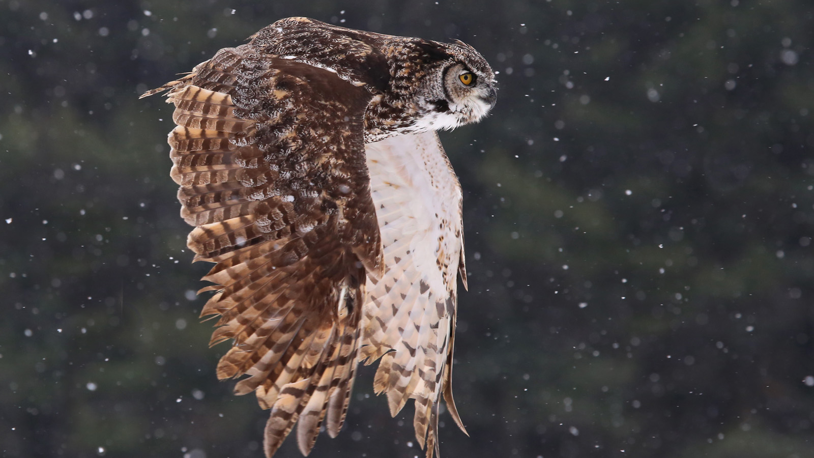 great-horned owl focused on prey