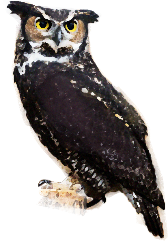 great-horned owl