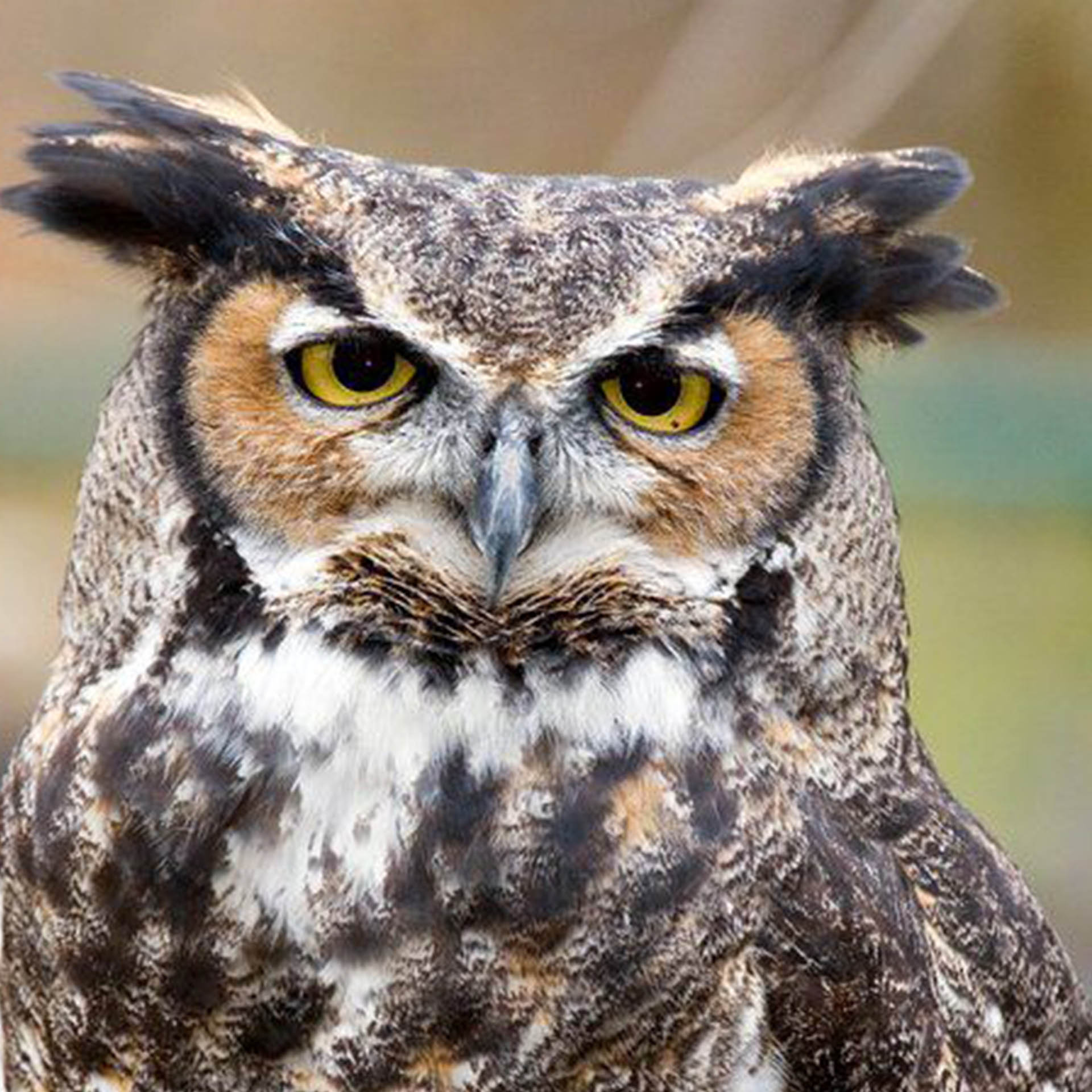 great-horned owl