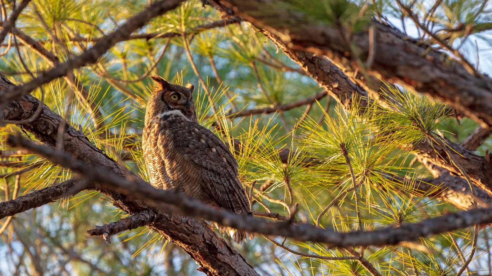 great-horned owl focused on prey