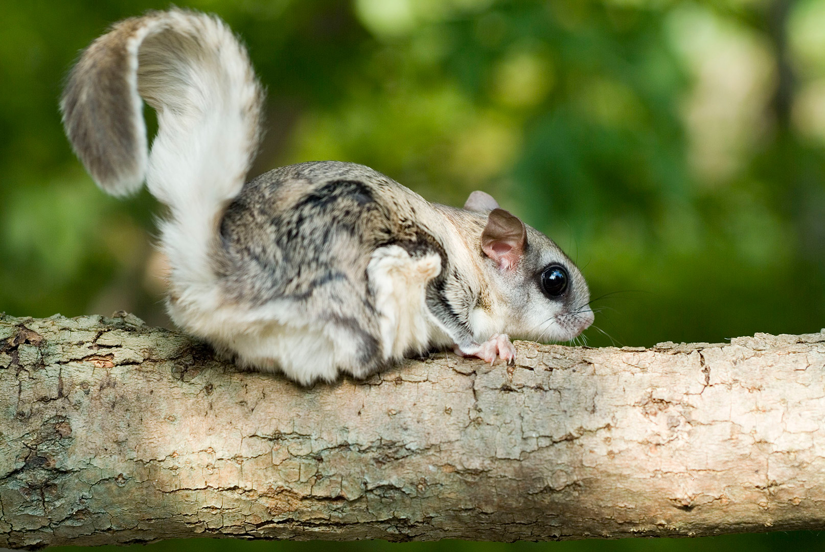 flying squirrel