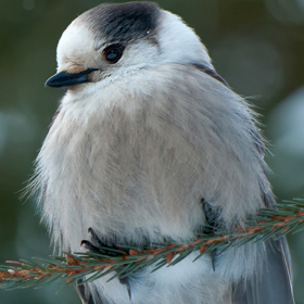 Gray Jay