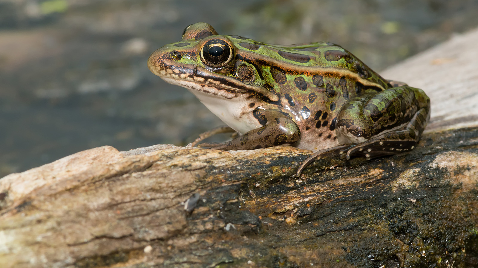 leopard frog