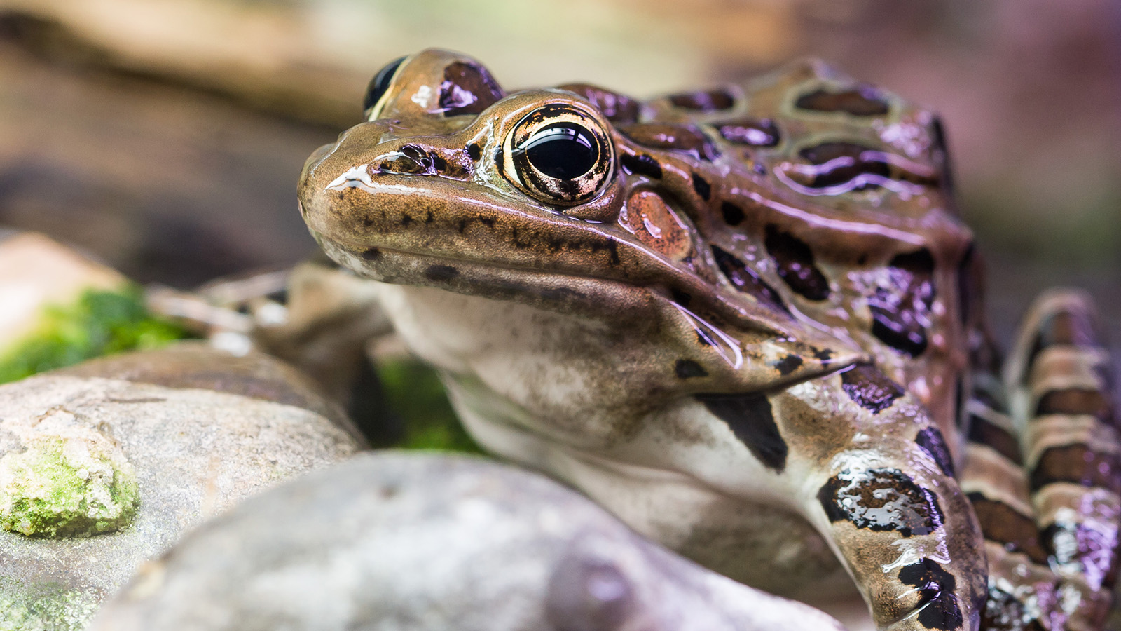 leopard frog