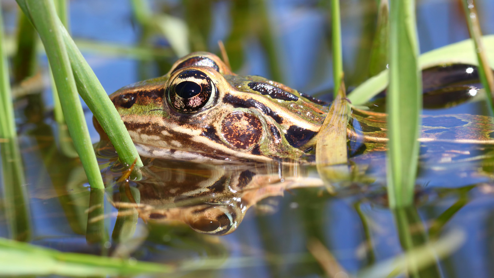 Grenouille verte - Zoo Ecomuseum