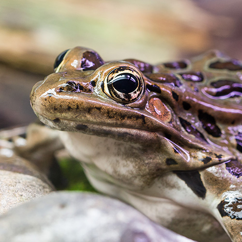 leopard frog