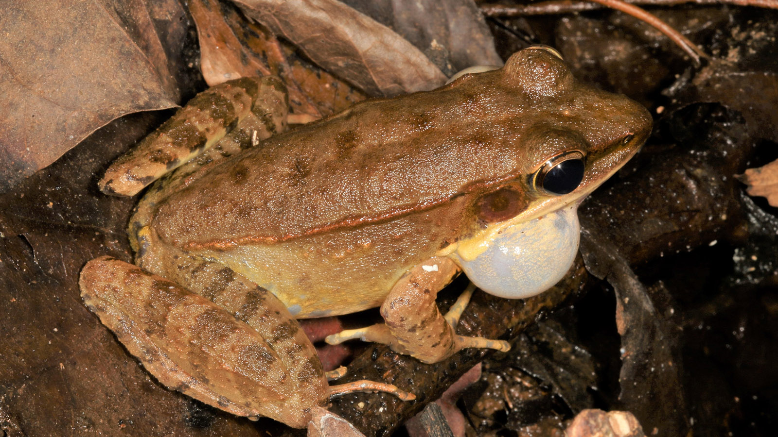 Wood Frog Zoo