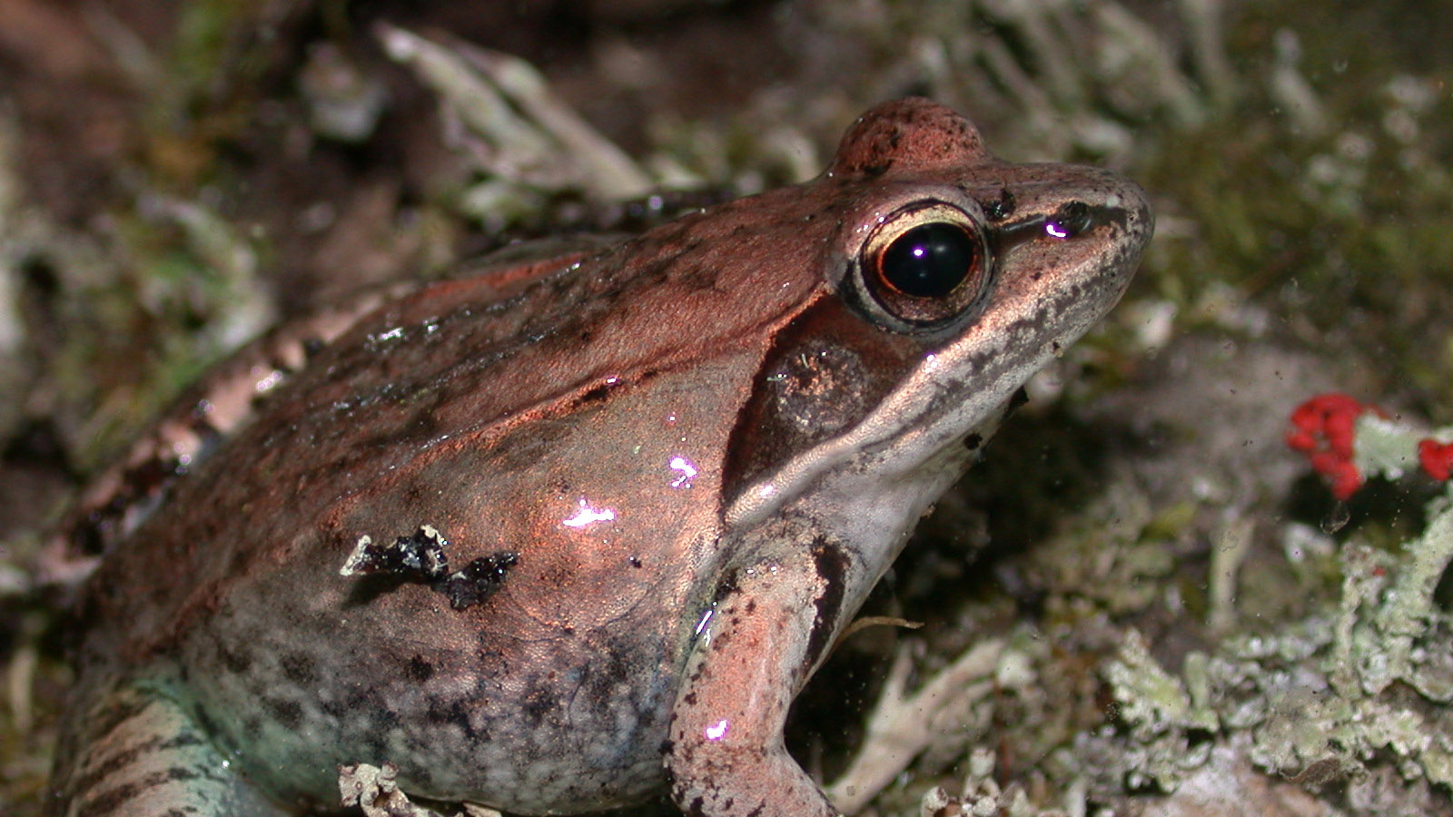 Wood frog