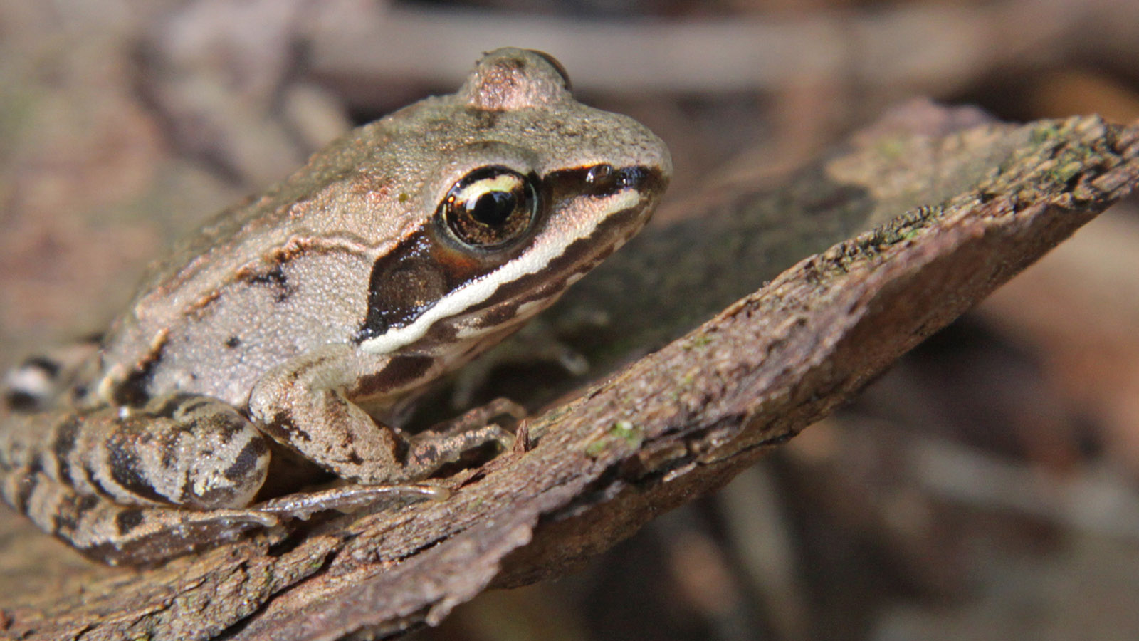 Wood frog