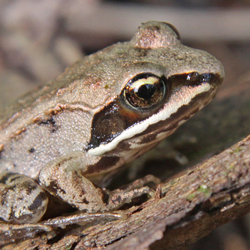 Wood frog