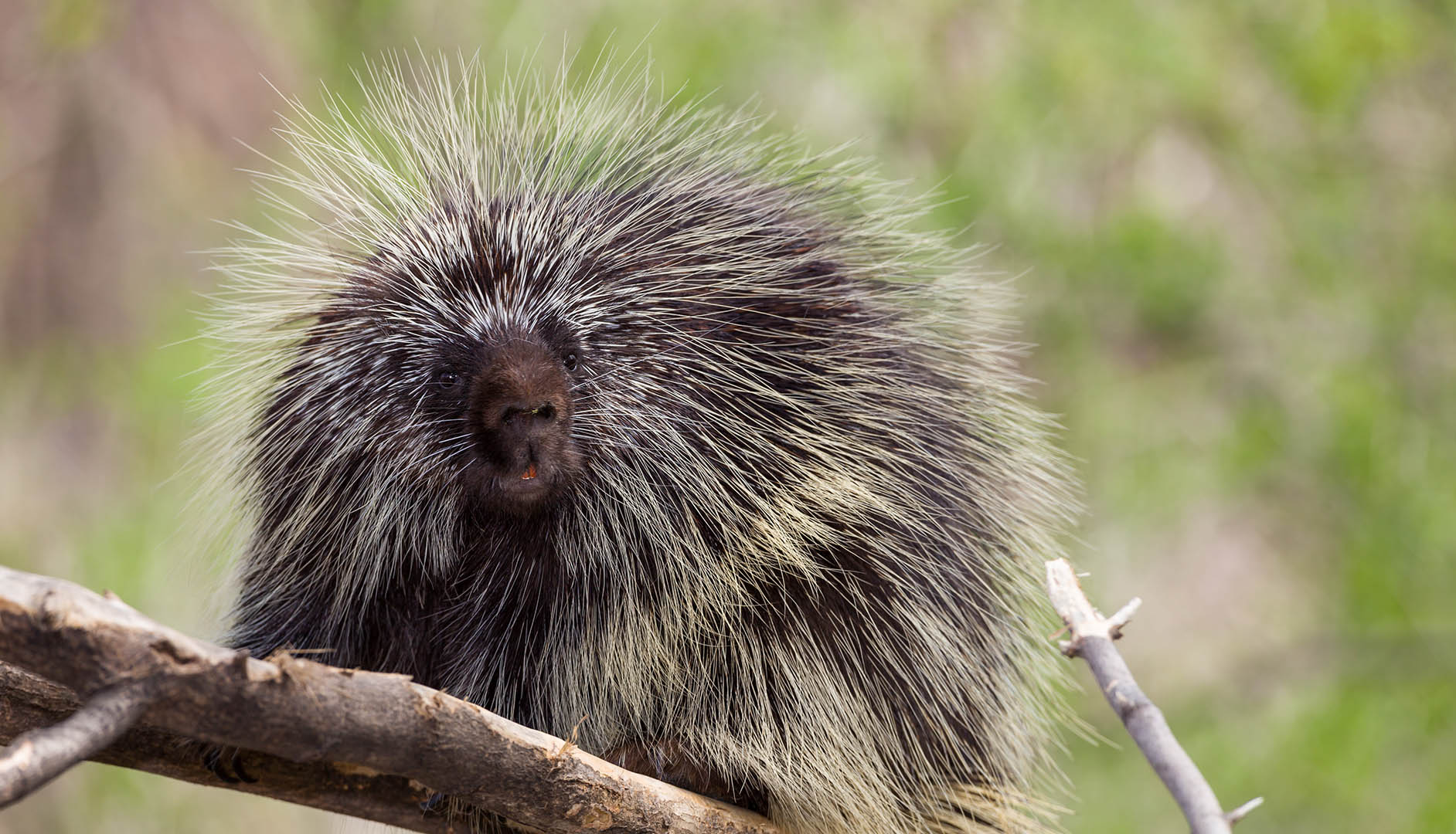 Porcupine in a tree