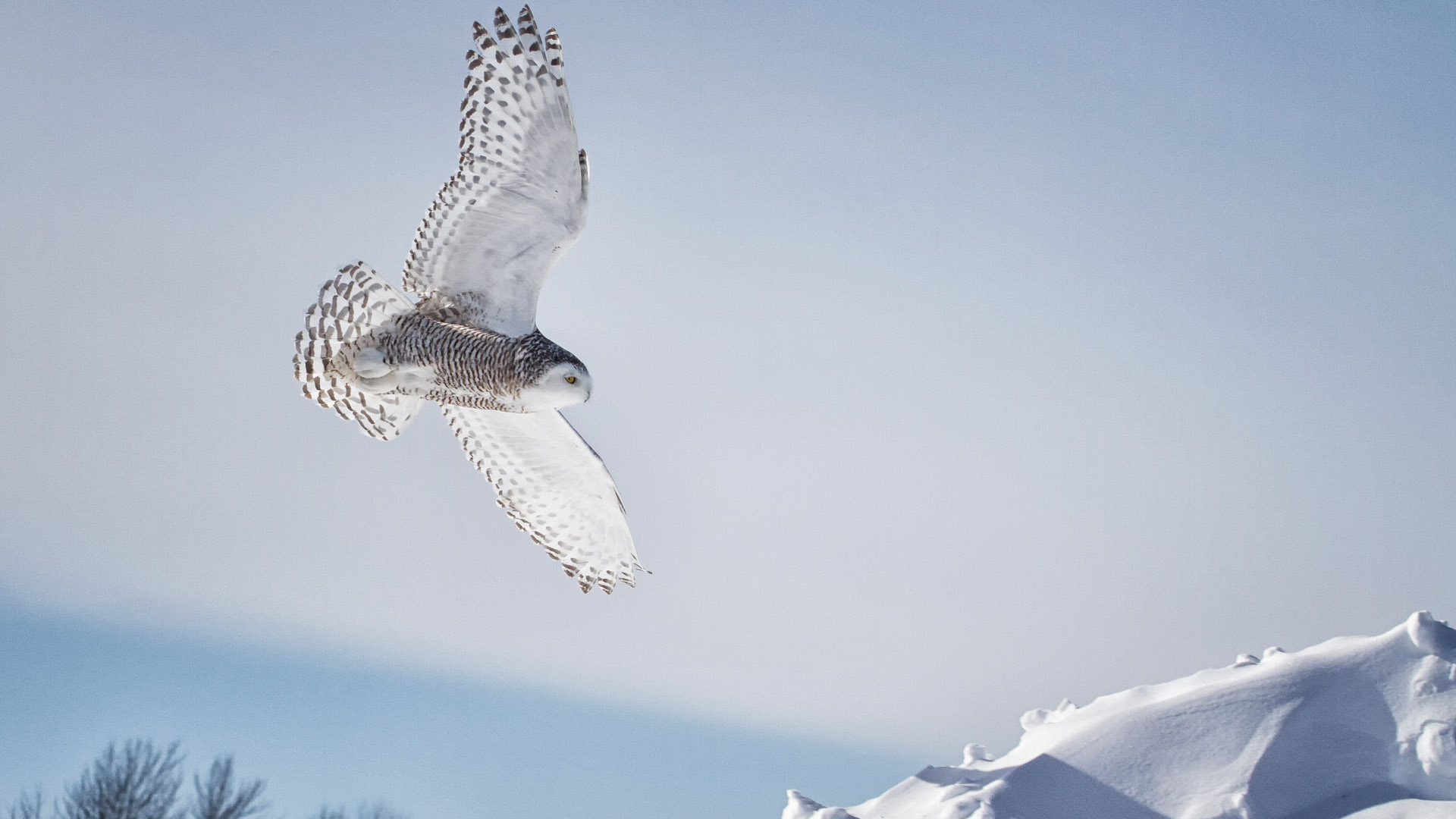 Harfang des neiges