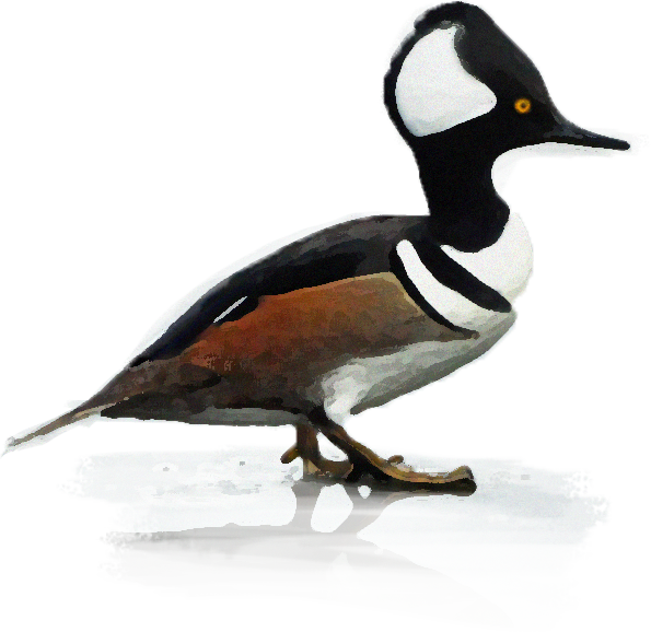 diving duck - illustration