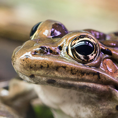 Leopard frog