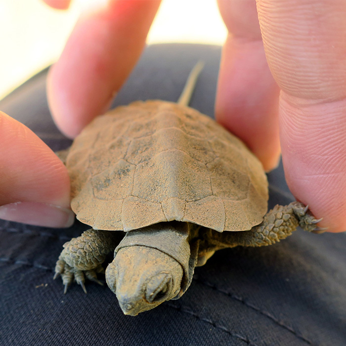 bébé tortue