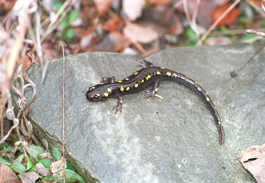 yellow-spotted salamander on rock
