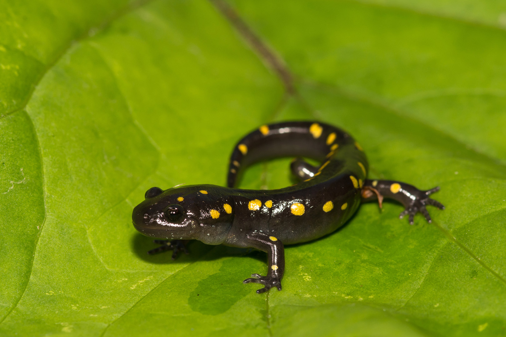 Yellow-spotted salamander