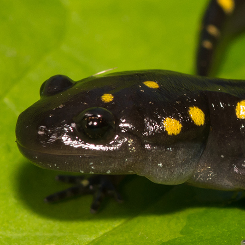 gros-plan d'une salamandre maculée