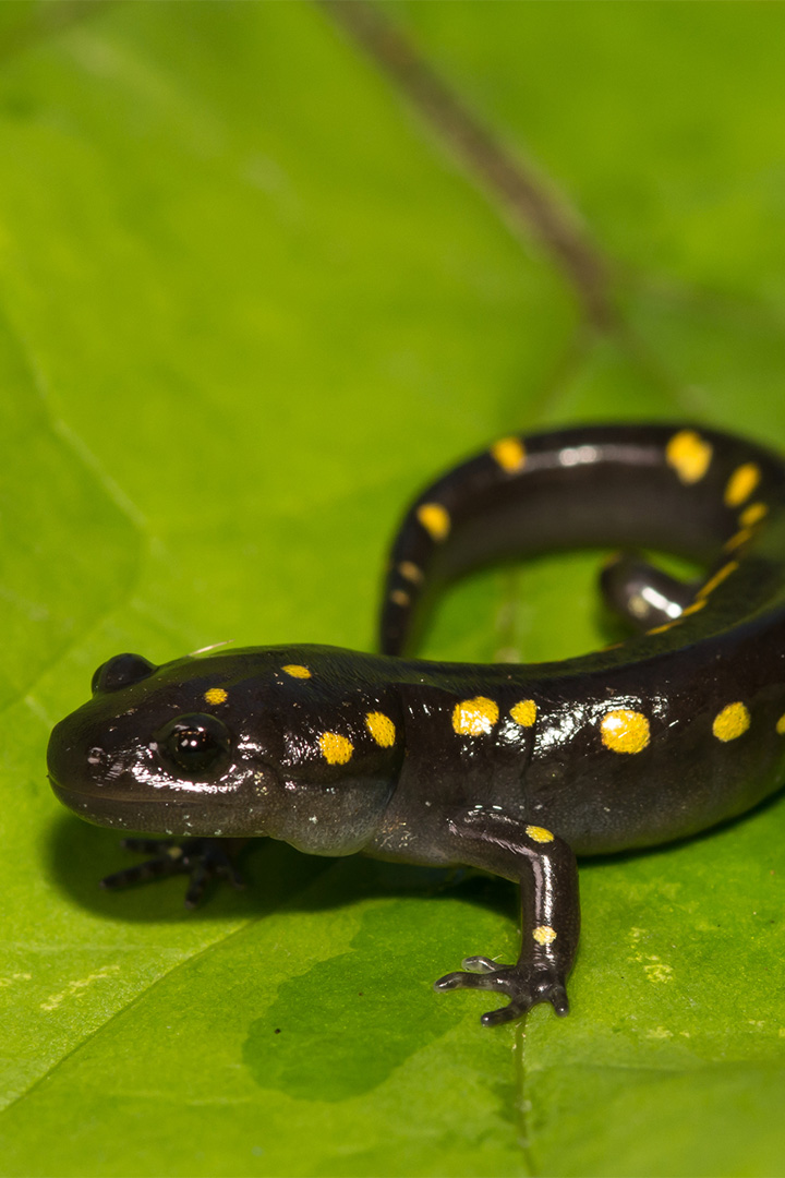 Yellow-spotted salamander