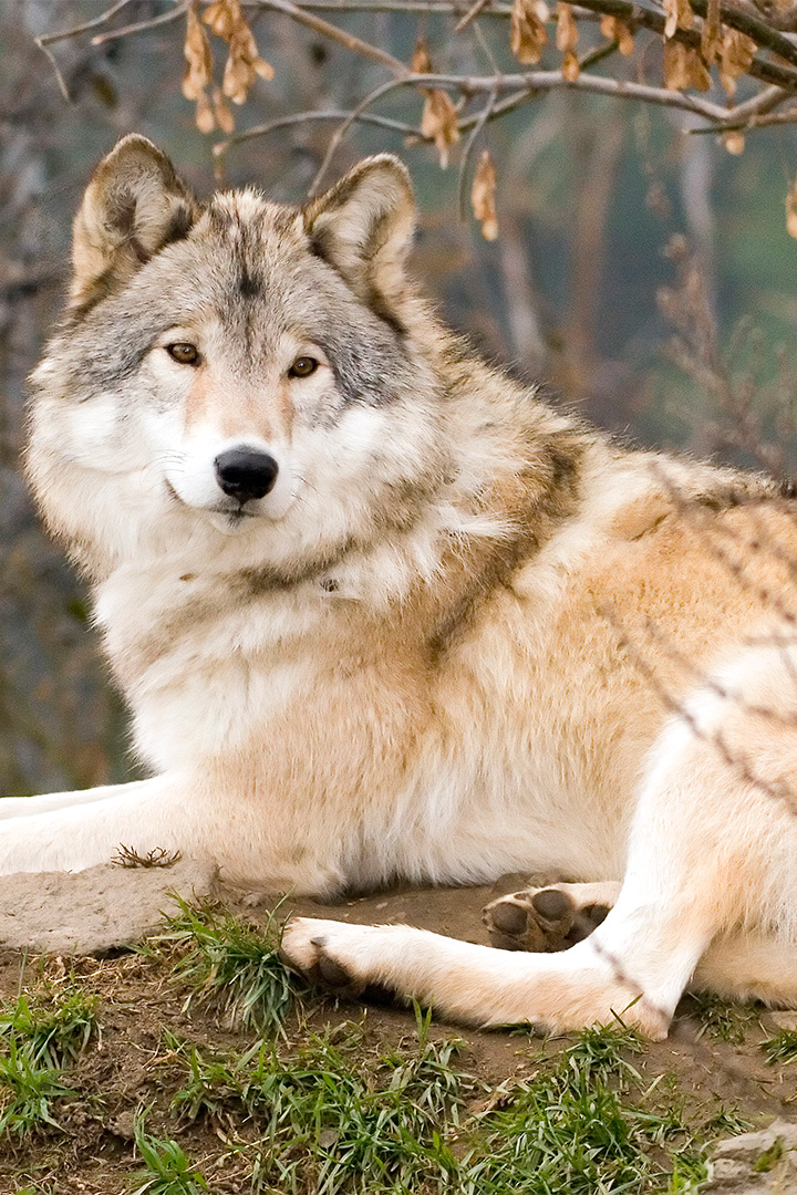 Loup gris allongé