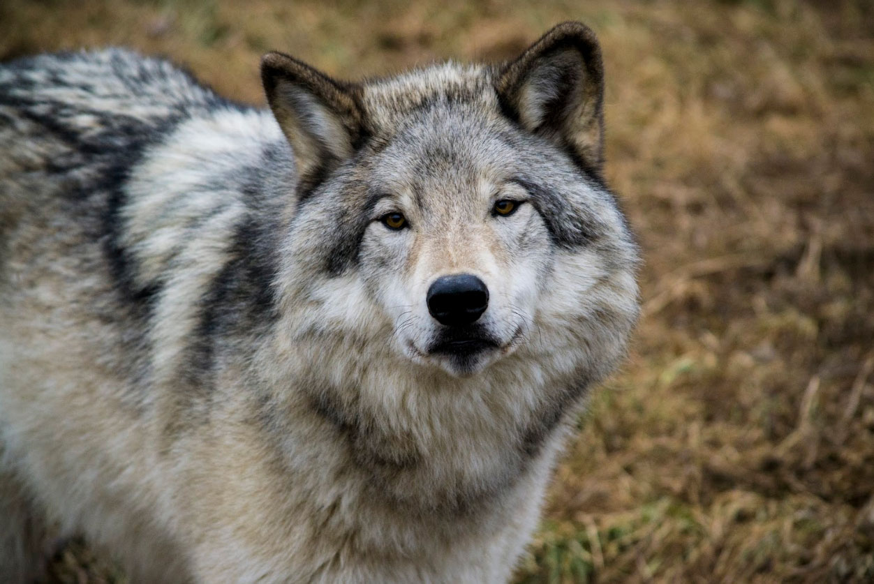 Loup Gris Zoo Ecomuseum