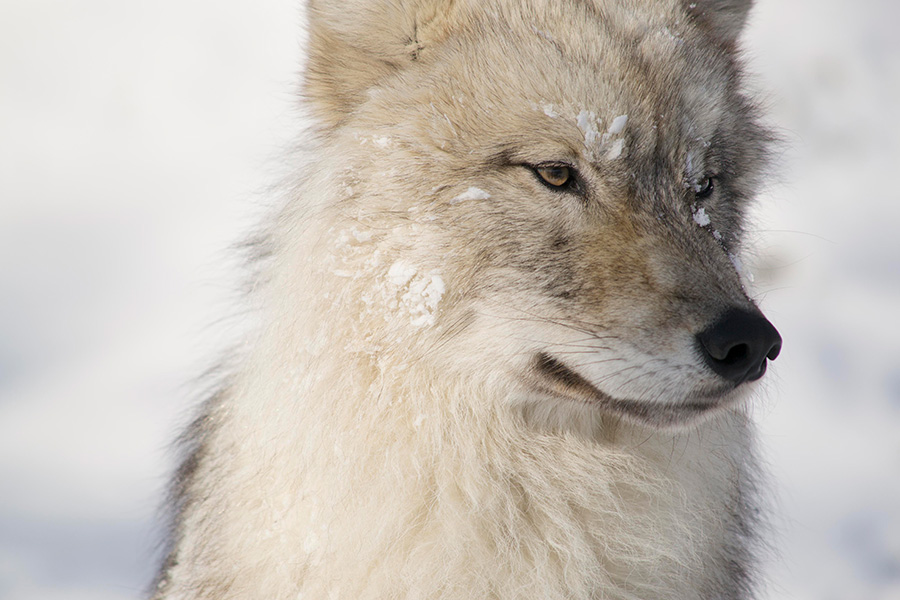 gray wolf in winter