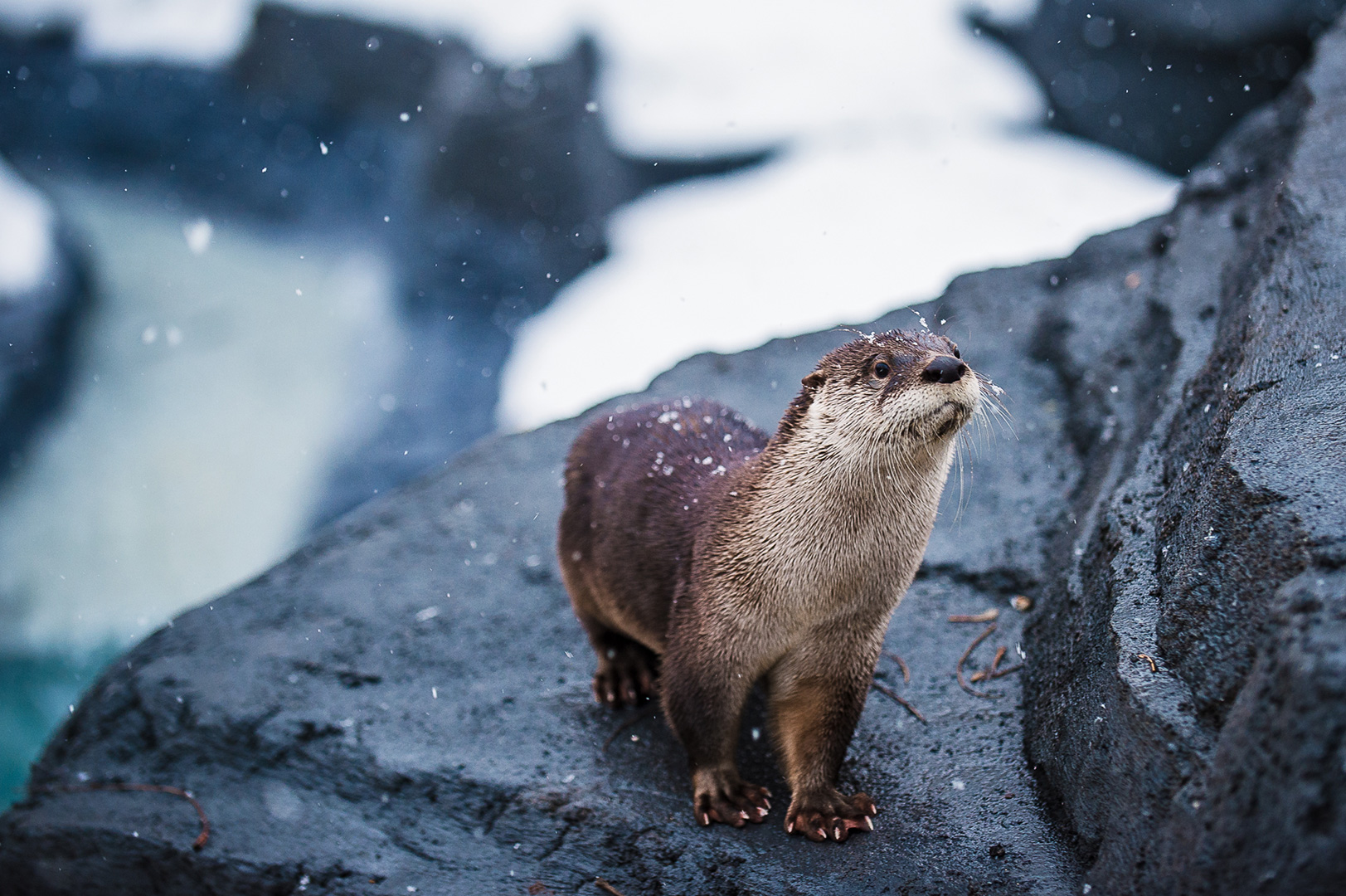 loutre de rivière