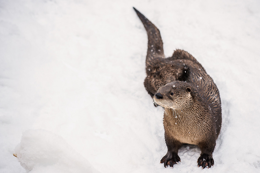 river otter on a glacier