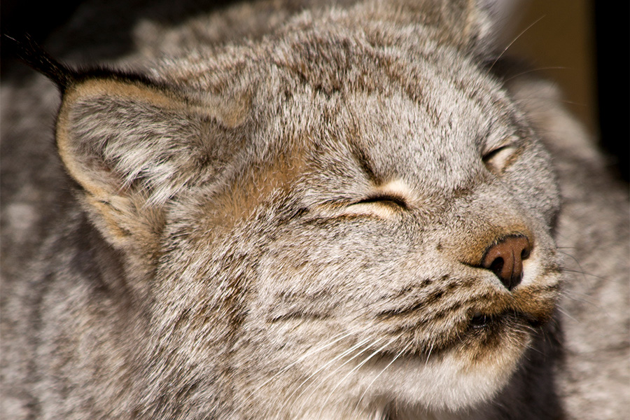 Canada Lynx