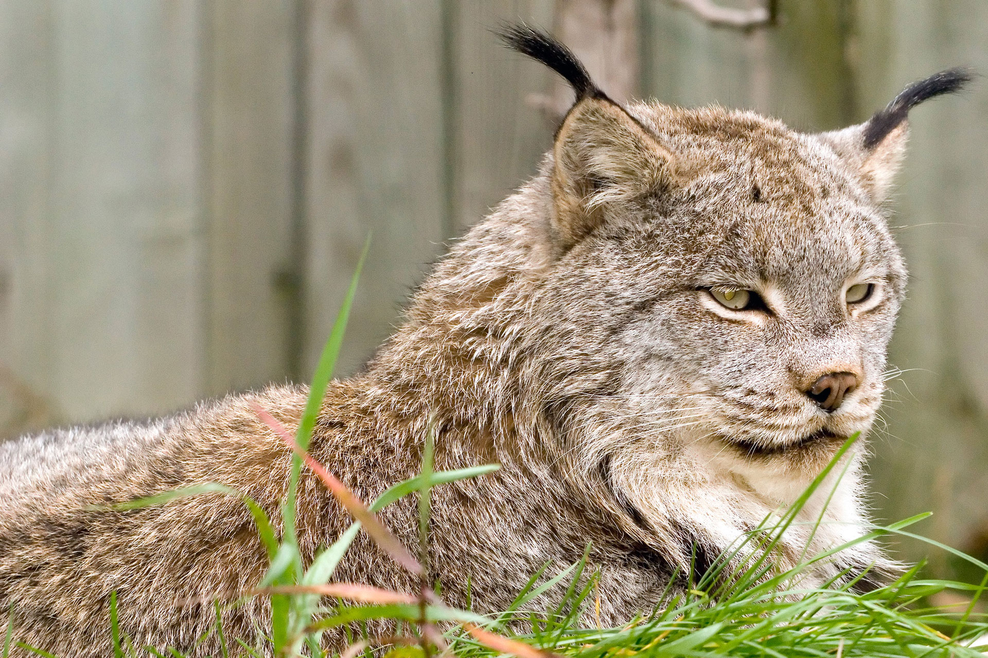 Lynx du Canada - Zoo Ecomuseum