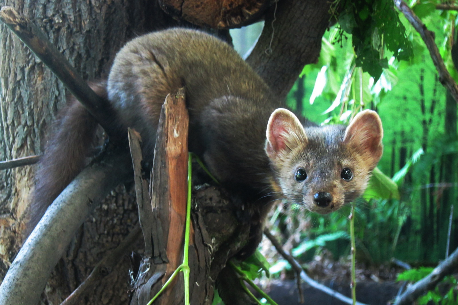 American marten