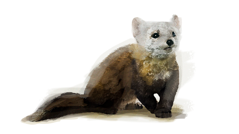 American marten