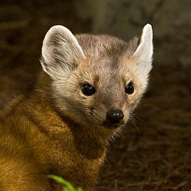 American marten