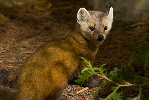 American marten