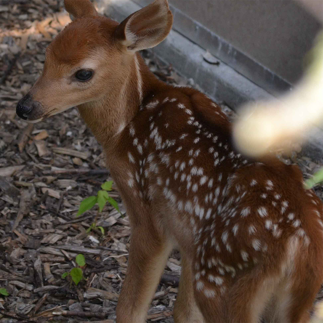 Moki, cerf de Virginie à l'arrivée au Zoo Ecomuseum