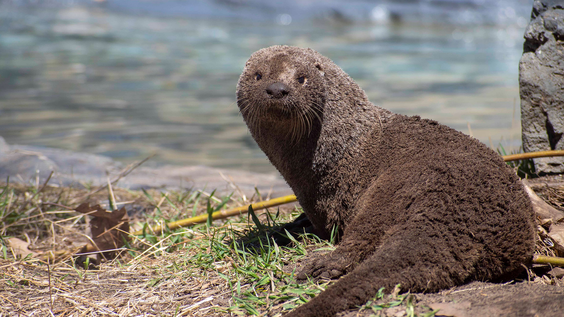 Loutre de rivière - Zoo Ecomuseum