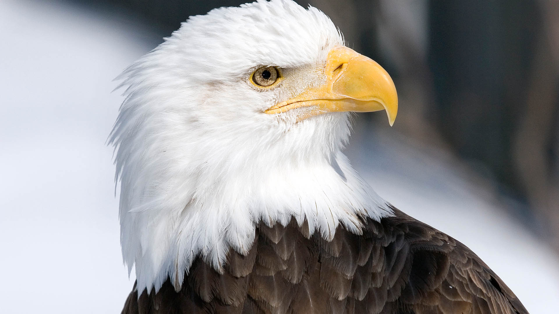 Bald Eagle