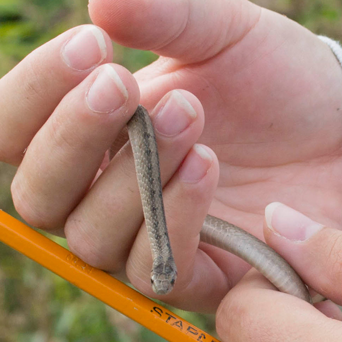 brown snake