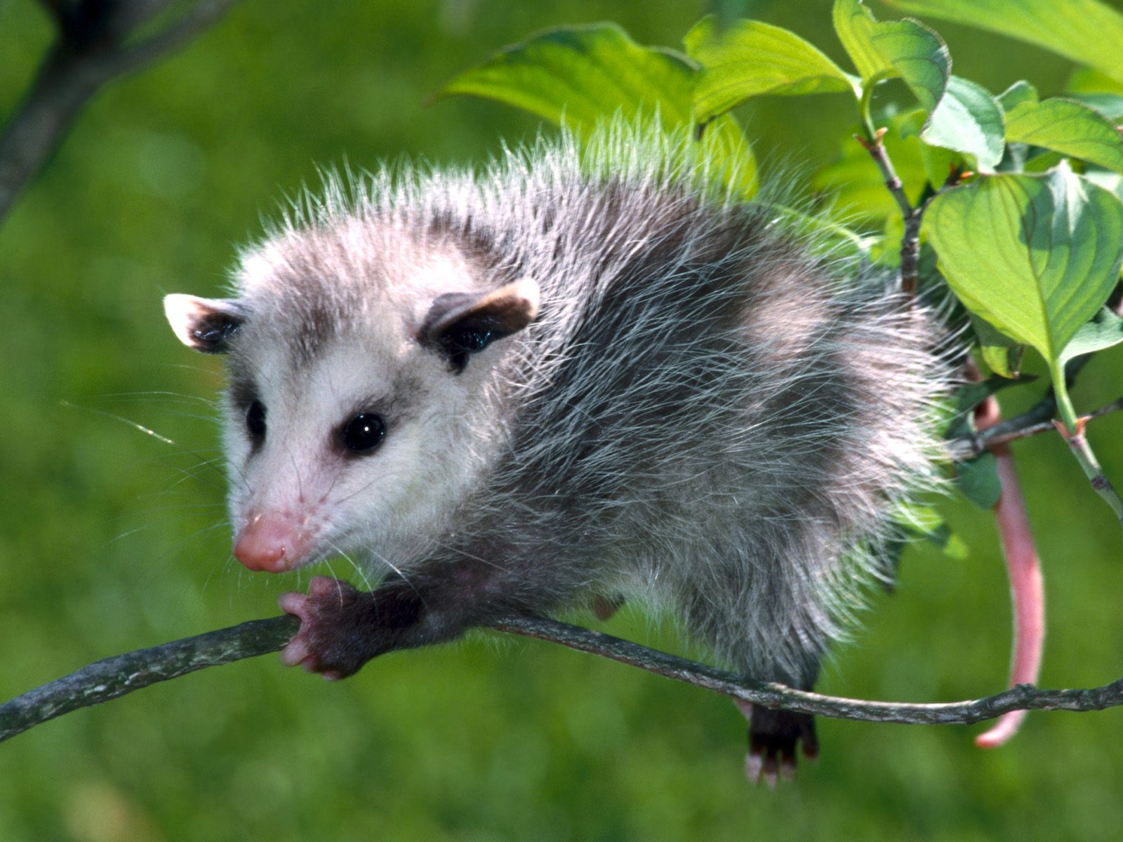 Opossum d'Amérique du Nord