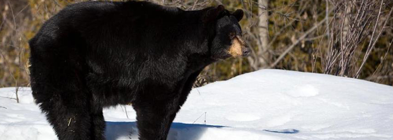 Ours noir dans la neige