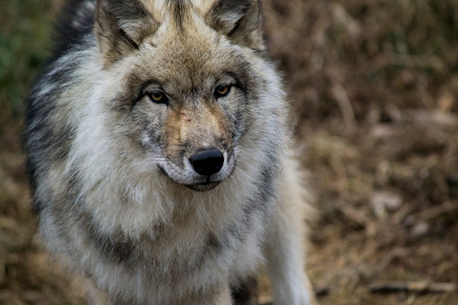 Palla, Ecomuseum Zoo's female gray wolf