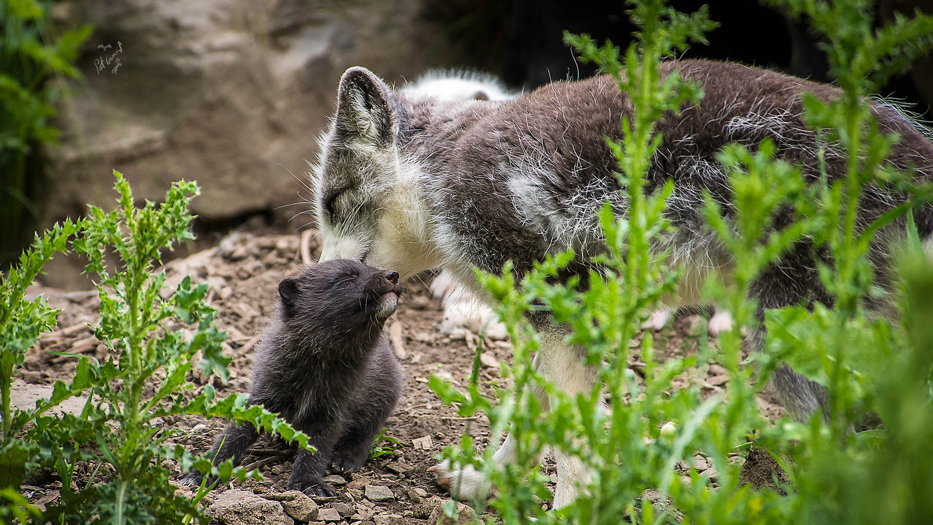 arctic fox