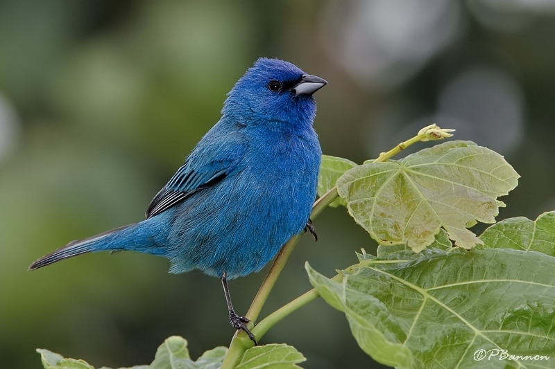 passerin indigo