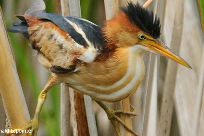 Least Bittern